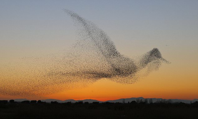 A murmuring of birds, shaped like a birds